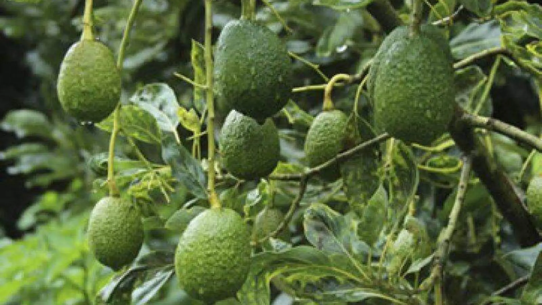 aguacate cuartoscuro